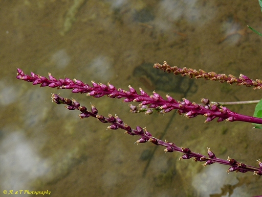 {Plantago cordata}